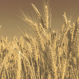 Grain School